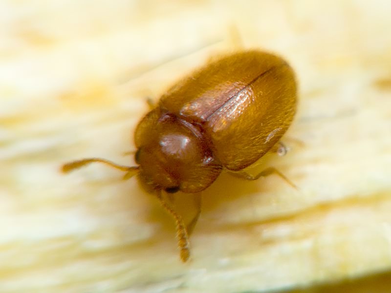 Symbiotes gibberosus (Lucas, 1849)